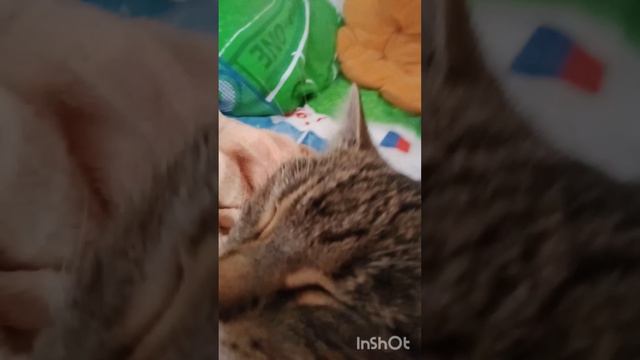 Луша кайфует под чипи чипи чапа чапа