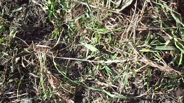 Удаляем пырей с участка. Обзор работы в мае 2020 г. смотреть онлайн