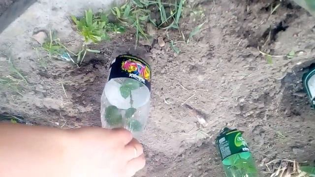 Посадка роз под бутылку смотреть онлайн