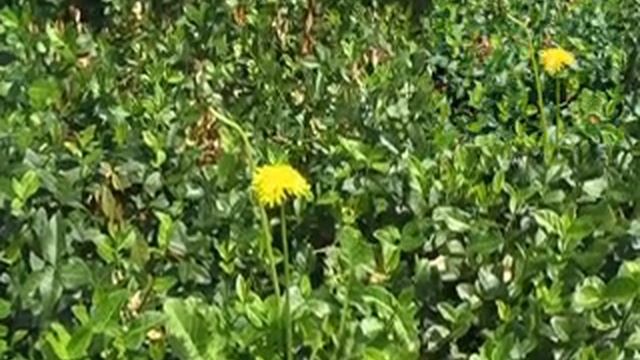 Panasonic NV-GS320, Sample footages смотреть онлайн
