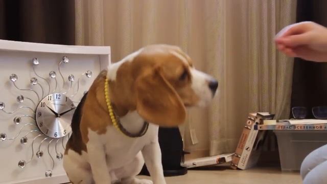 Как научить собачку команде Стыдно? смотреть онлайн