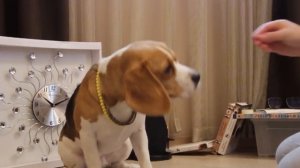 Как научить собачку команде Стыдно?