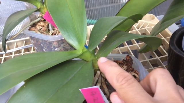 What's in bloom смотреть онлайн