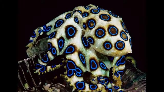 10 САМЫХ ЯДОВИТЫХ ЖИВОТНЫХ ПЛАНЕТЫ смотреть онлайн