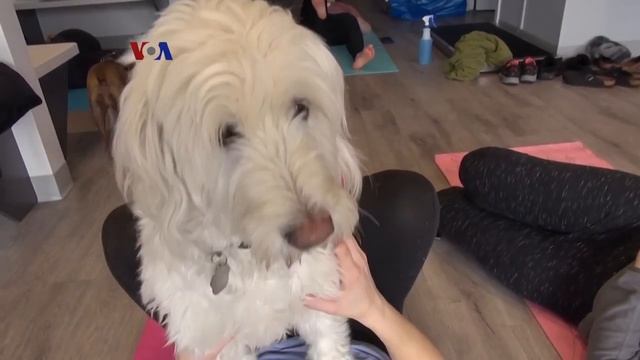 Tren Yoga Bersama Anjing, Kucing Dan Binatang Lain