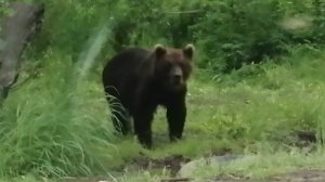 НАПАЛ МЕДВЕДЬ