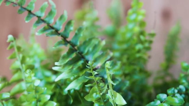 Stop Killing Your Boston Ferns! Full Care Guide смотреть онлайн