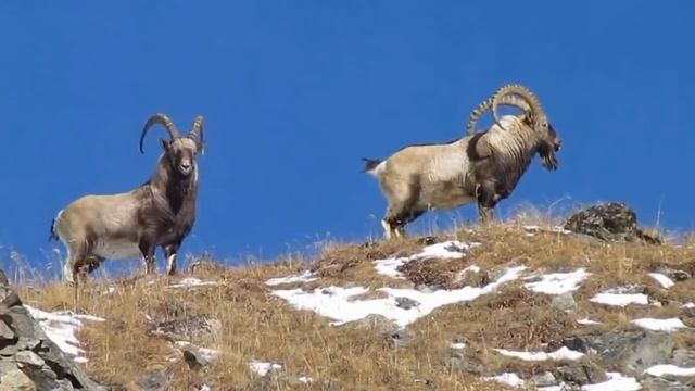 Eastern and Western Sayan Восточные и Западные Саяны смотреть онлайн