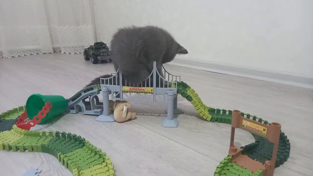 Кот грызёт трассу😱😱😱 смотреть онлайн