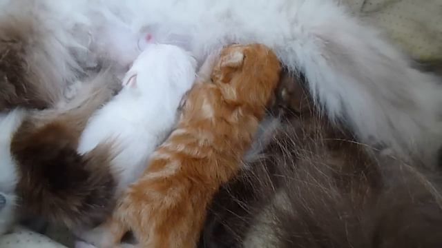 Hydrangea And Holly's 11 & 14 Day Old Persian And Himalayan KIttens May 6  2015