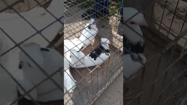 ГОМЕЛЬСКИЕ ГРИВУНЫ ЧУБАТЫЕ ВЫСОКОЛЕТННЫЕ ГОЛУБИ ДРУЗЕЙ.БЕЛАРУСЬ. смотреть онлайн