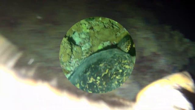 Magic of the underwater world! Night diveat Lisa's Giri - South Male Atoll смотреть онлайн