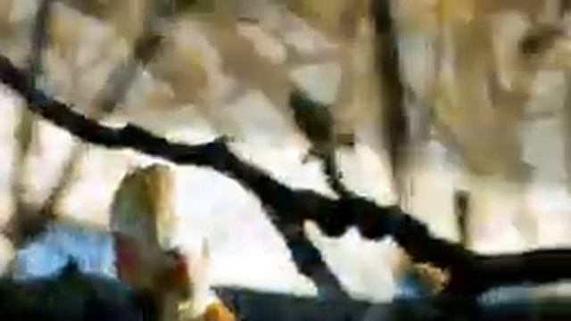 Мелодия весны