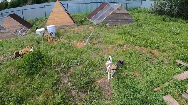 ШИКАРНЫЙ ДЕНЬ / купить Щенка породы ЧИХУАХУА в питомнке РКФ Мари Мистик продаю щенков чихуахуа смотреть онлайн