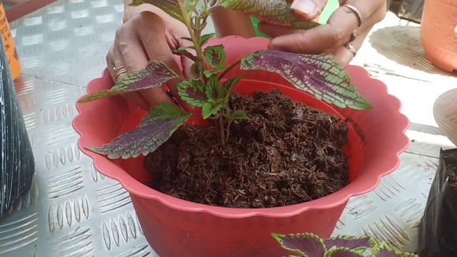 Repotting my rare Mayana in my garden,Care and tips of Mayana/Coleus plants смотреть онлайн
