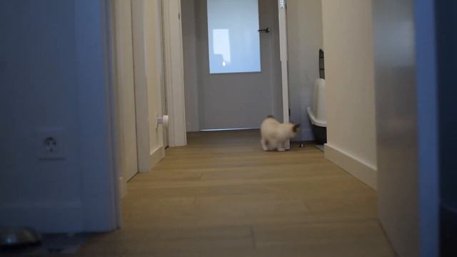 ¡Primer día de Loti en casa, el Ragdoll Seal Bicolor! смотреть онлайн