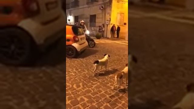 Best guard dog on street | savage level 104% | смотреть онлайн