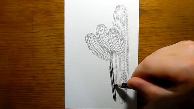 How to Draw a Saguaro Cactus (ASMR style!) смотреть онлайн