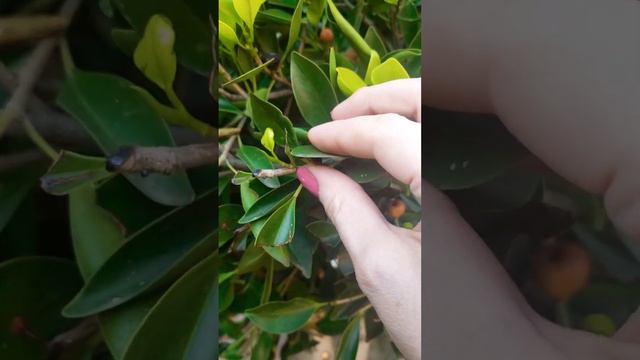 Falso Laurel - Ficus benjamina смотреть онлайн