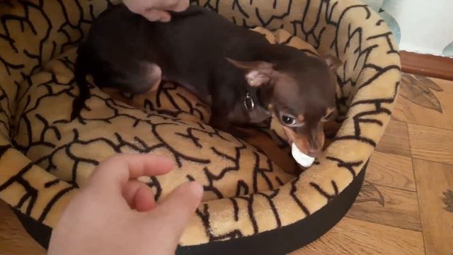 Что будет если отобрать у русского той-терьера лакомство? смотреть онлайн