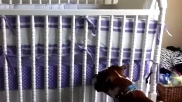 Ребёнок начал плакать, только посмотрите, что сделала эта собака! смотреть онлайн
