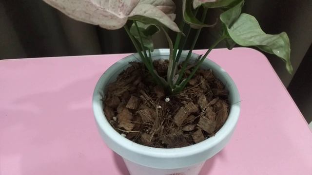 พิ้งค์ สปอต pink spot ออมชมพูด่าง ไม้งาม สวยน่ารัก . เงินไหลมา ซิงโกเนียม syngonium ไม้ด่าง ไม้กระแ смотреть онлайн