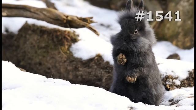 #1541. Кролики и зайцы (В мире животных) смотреть онлайн
