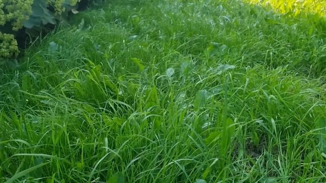 РЕКОНСТРУКЦИЯ САДА своими руками без финансовых затрат. смотреть онлайн