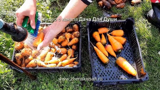 Как сохранить МОРКОВЬ на зиму?! смотреть онлайн