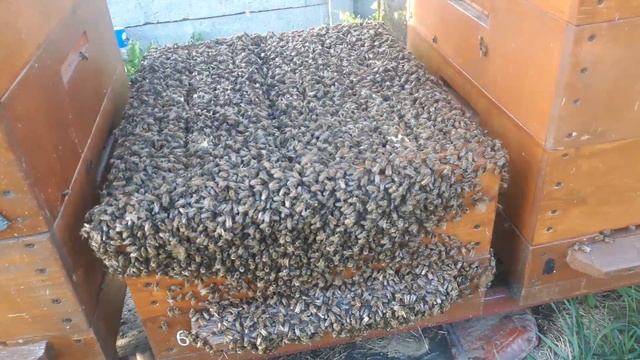 Вывод маток в августе-эксперемент завершён. смотреть онлайн