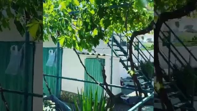 сад Алены Свиридовой смотреть онлайн