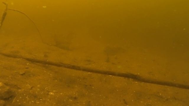 Подводная охота на Карпа в начале летнего Сезона на реке Днепр. смотреть онлайн