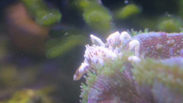 Chris zupft Codium Algen смотреть онлайн