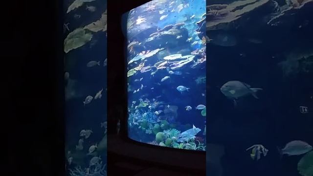 огромный аквариум в океанариуме Бангкока Siam Ocean World смотреть онлайн