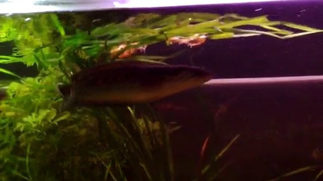 Channa Pleurophthalma Snakehead Chromobotia Macracanthus Lendziu