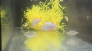 Неоновые радужницы  Учимся разводить