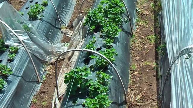 Strawberry hill, Bedugul is the highland garden of Bali, Indonesia смотреть онлайн