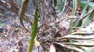 Вот как цветут дикие орхидеи в джунглях Тайланда!