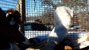 Голуби - Якобины ( Шалевые ) - Jacobin Pigeons ( Shawls )