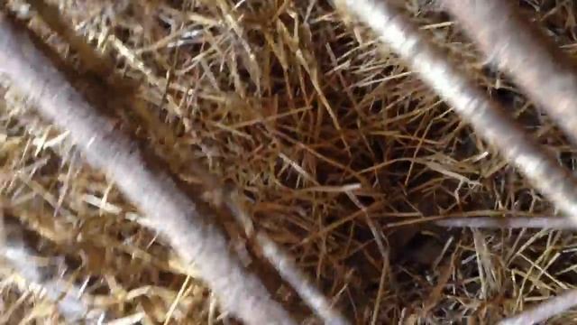 Как cделать cамую лучшую КОРМУШКУ для цыплят и курей своими руками смотреть онлайн