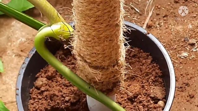 Syngonium Podophyllum Propagation смотреть онлайн