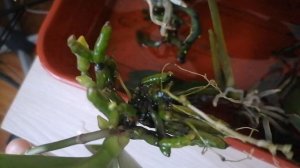 орхидея без грунта как нарастить корни за 3 дня