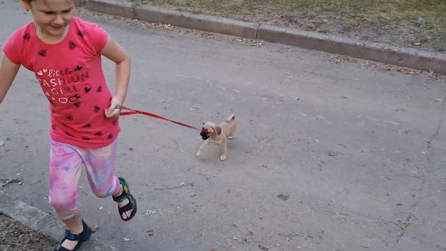 Харьков. Щенок метиса ФРАНЦУЗКИЙ БУЛЬДОГ и МОПС БАФФИ 2 месяца впервые на ПРОГУЛКЕ смотреть онлайн