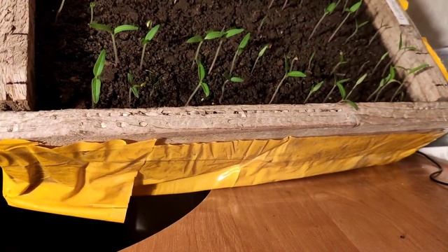 Выращивание рассады томатов и перца смотреть онлайн