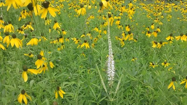 Culver's Root - Veronicastrum virginicum blooming at Ion Exchange смотреть онлайн