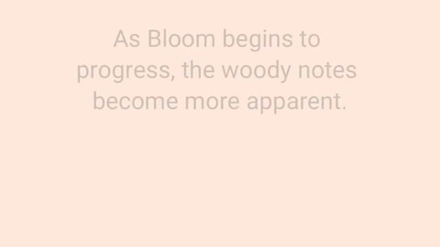 Bloom By Gucci Perfume Review 🌼