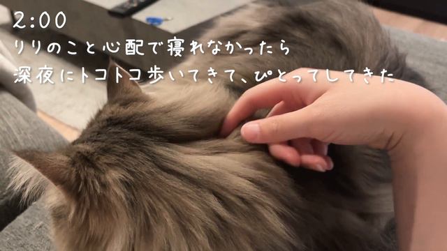 嘔吐後の猫の急な体調不良の様子。ノルウェージャンフォレストキャット смотреть онлайн