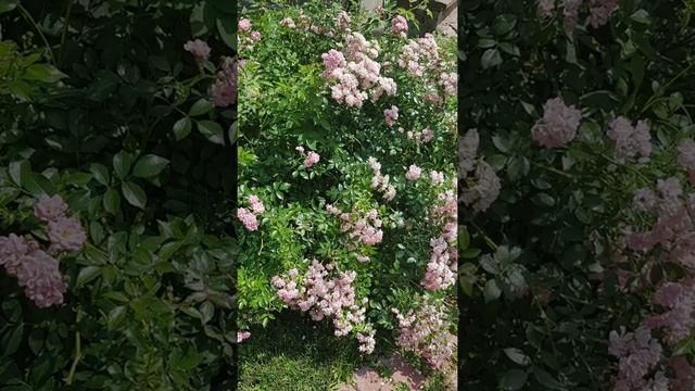 Софиевский собор (Собор Святой Софии) Киев смотреть онлайн