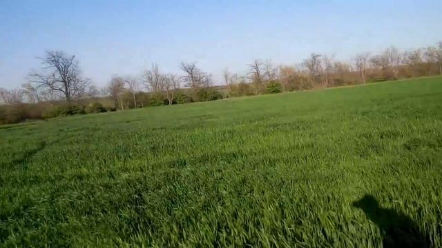 27.04.19 Подпалили карбамидом! Обзор пшеницы смотреть онлайн