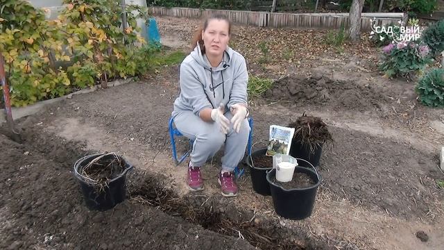 Высокие грядки для картофеля делаем вручную сами. Готовим осенью землю на даче к весенним посадкам смотреть онлайн